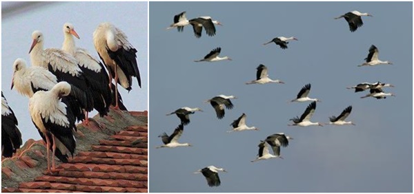 Storks in Bulgaria 