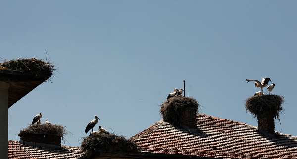 Storks in Bulgaria 
