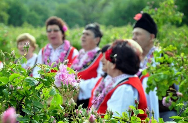 Bulgarian rose picking