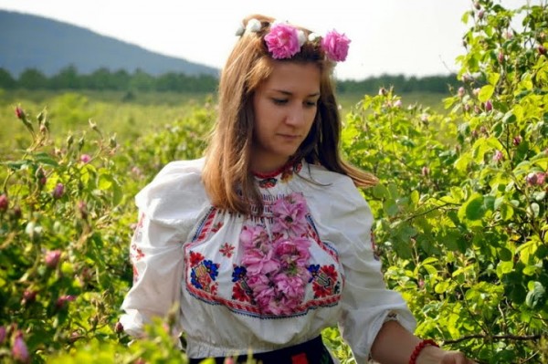 Bulgarian rose picking