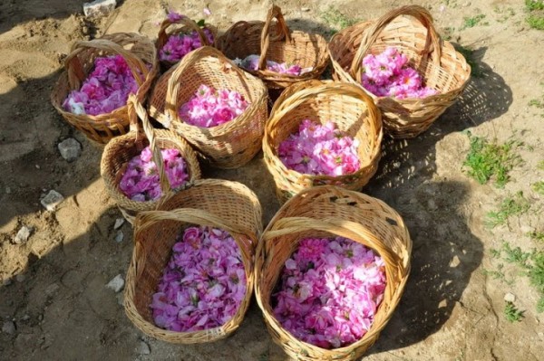 Bulgarian rose picking