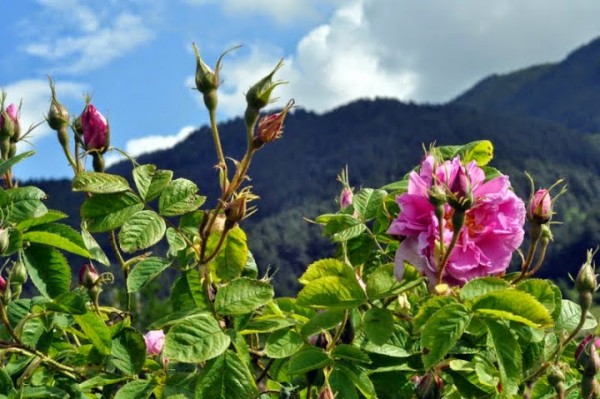 Bulgarian roses