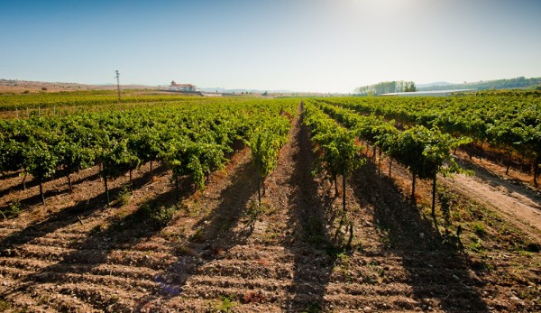 Wine tasting in Bulgaria